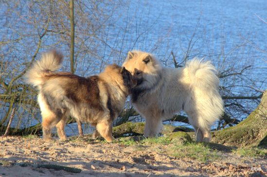 Coco-San von Barschlüte und Nanook vom Malefinkbachtal (v. li.)