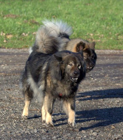 Janne vom Lachsbach und Antonia von den Holsteiner Seen (hinten)