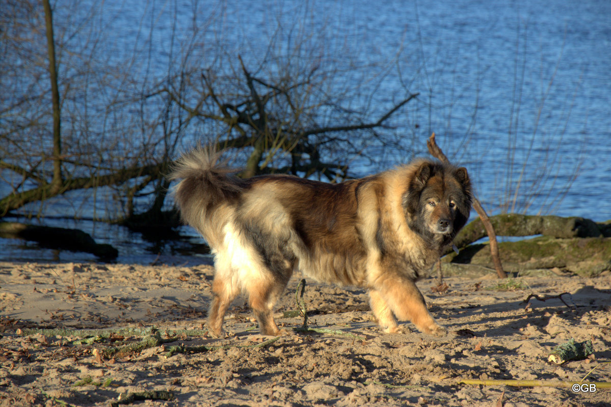 Coco-San von Barschlüte