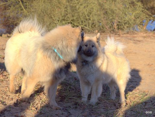 Nanook vom Malefinkbachtal und Anthea von der Harderburg (v. li.)