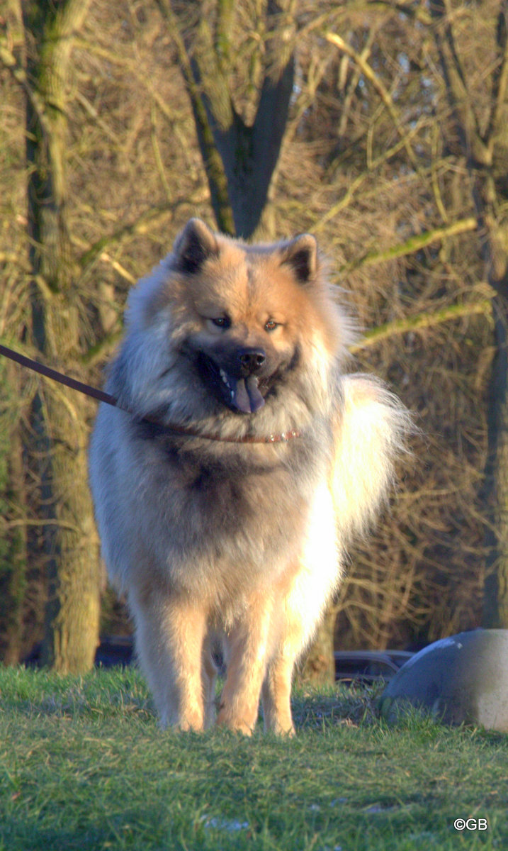 Nanook vom Malefinkbachtal
