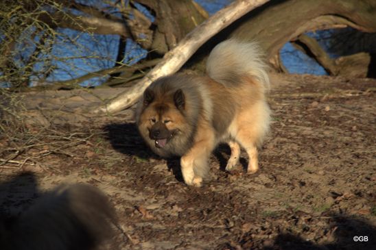 Luuki vom Vierwindehaus 